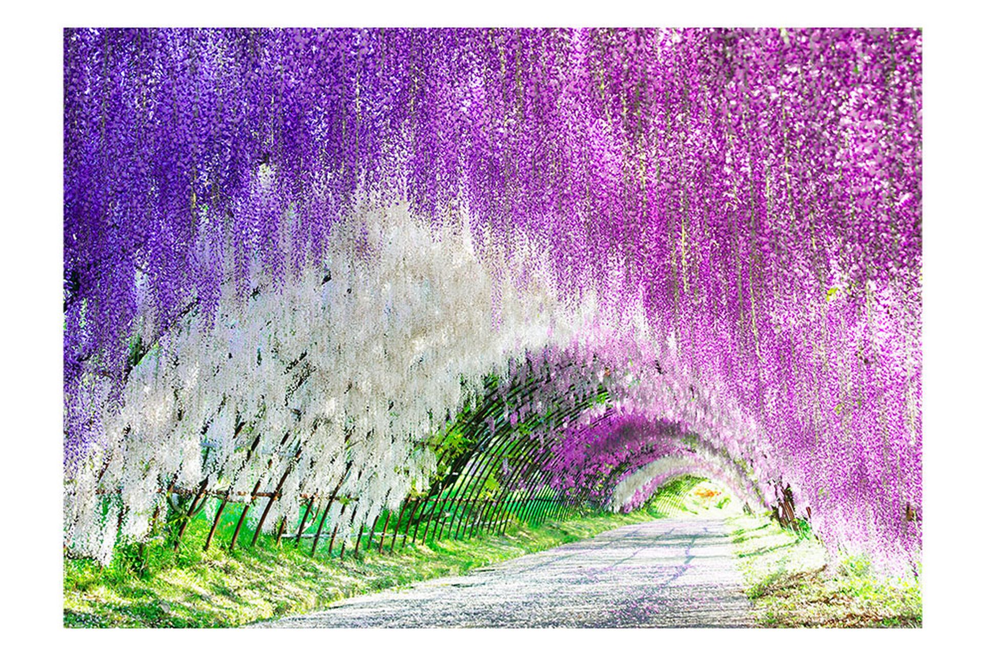 Fototapet Enchanted Garden 100x70 - Artgeist sp. z o. o. - Innredning - Veggdekorasjon - Tapeter - Fototapeter