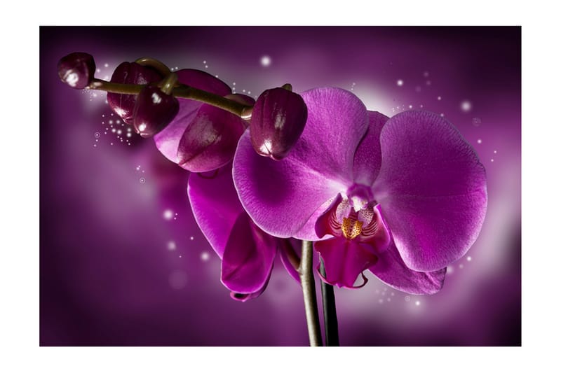 Fototapet Fairy Tale And Orchid 450x270 - Artgeist sp. z o. o. - Fototapeter