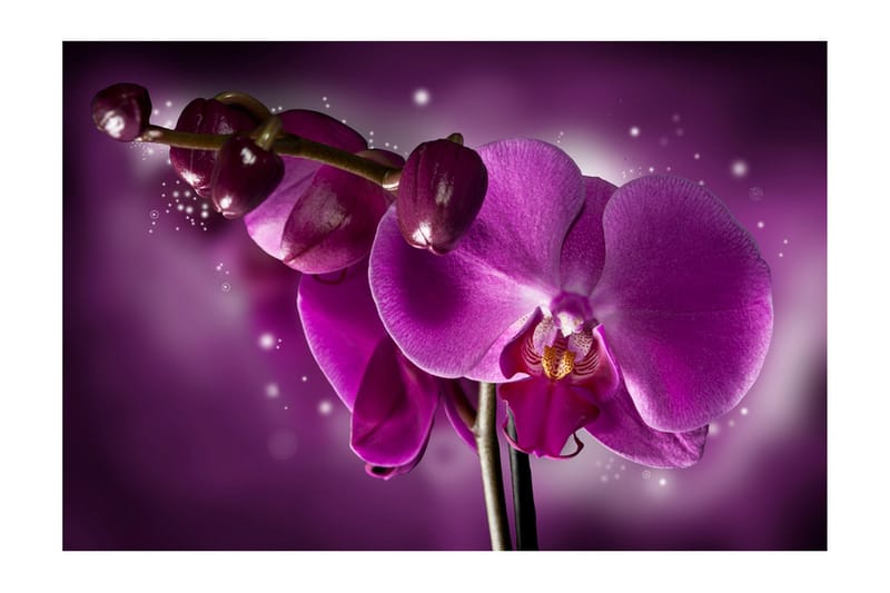 Fototapet Fairy Tale And Orchid 450x270 - Artgeist sp. z o. o. - Innredning - Veggdekorasjon - Tapeter - Fototapeter