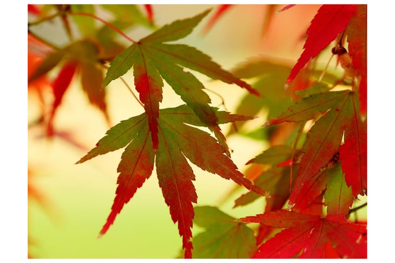 Fototapet Fargeglade Blad 350x270, Artgeist sp. z o. o.