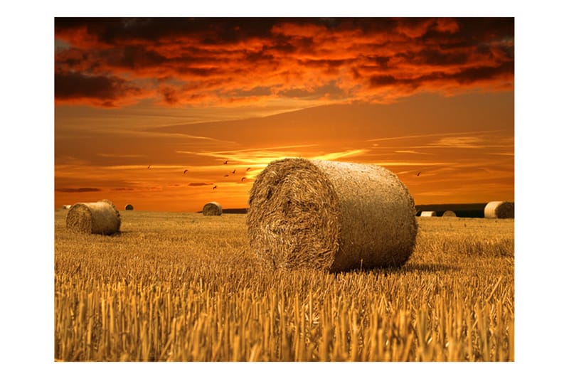 Fototapet Field Of Gold 250x193 - Artgeist sp. z o. o. - Innredning - Veggdekorasjon - Tapeter - Fototapeter