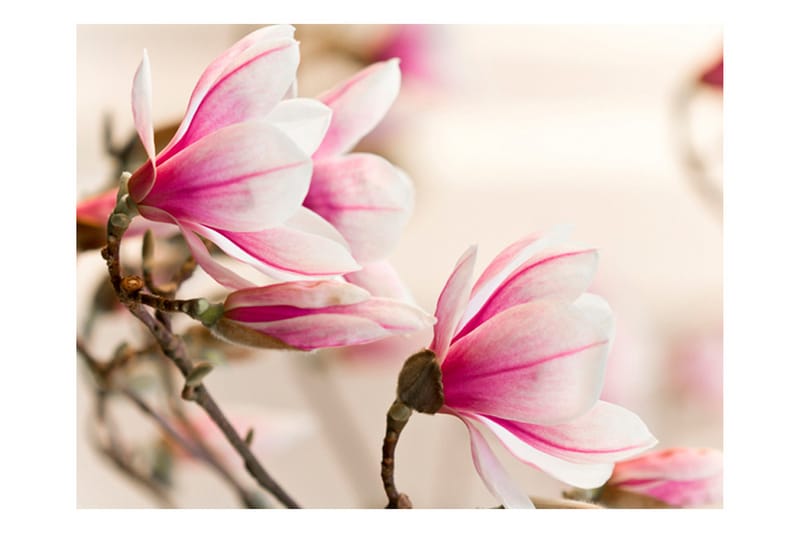 Fototapet Filial Of Magnolia Tree 250x193 - Artgeist sp. z o. o. - Innredning - Veggdekorasjon - Tapeter - Fototapeter