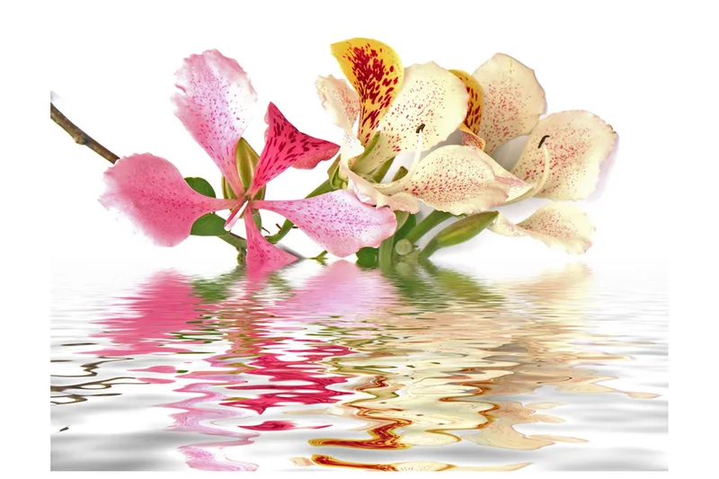 Fototapet Flowers Orchid Tree Bauhinia 350x270, Artgeist sp. z o. o.