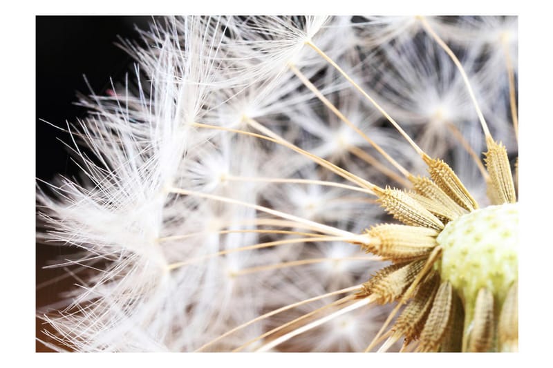 Fototapet Fluffy Dandelion 100x70 - Artgeist sp. z o. o. - Fototapeter