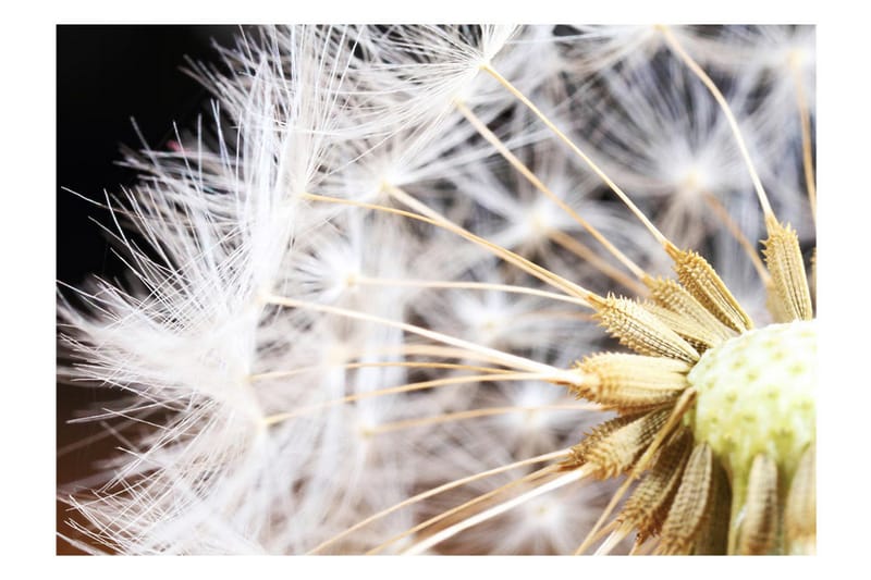 Fototapet Fluffy Dandelion 150x105 - Artgeist sp. z o. o. - Innredning - Veggdekorasjon - Tapeter - Fototapeter