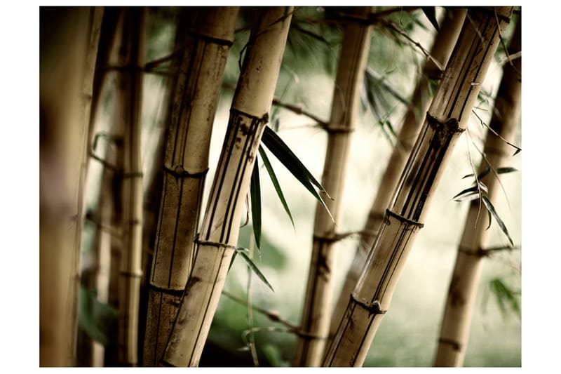 Fototapet Fog And Bamboo Forest 300x231 - Artgeist sp. z o. o. - Fototapeter