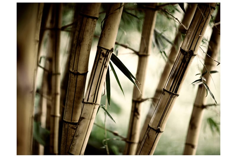 Fototapet Fog And Bamboo Forest 350x270, Artgeist sp. z o. o.
