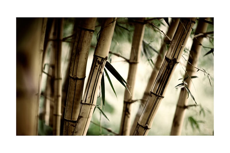 Fototapet Fog And Bamboo Forest 450x270 - Artgeist sp. z o. o. - Fototapeter