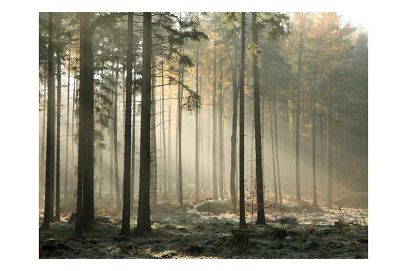 Fototapet Foggy November Morning 200x154, Artgeist sp. z o. o.