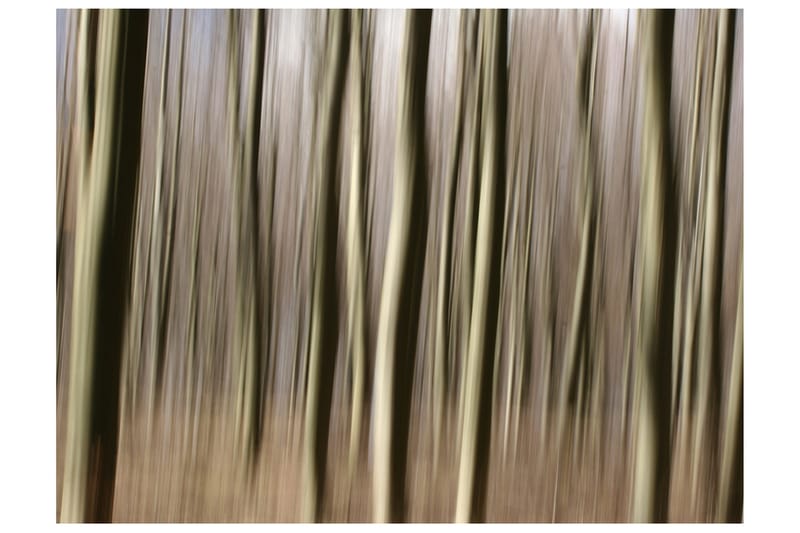 Fototapet Forest 250x193, Artgeist sp. z o. o.