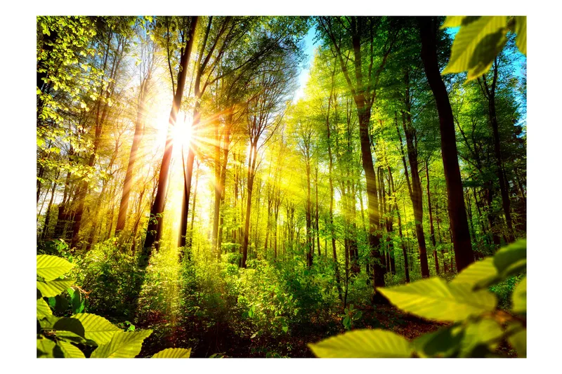 Fototapet Forest Hideout 350x245 - Artgeist sp. z o. o. - Innredning - Veggdekorasjon - Tapeter - Fototapeter