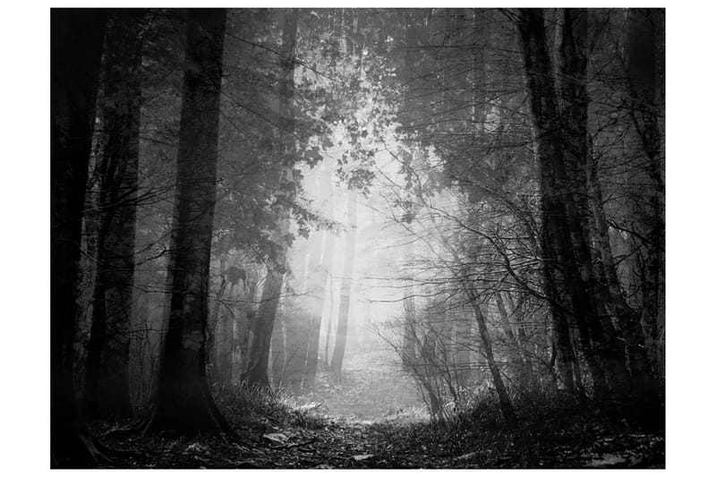 Fototapet Forest Of Shadows 200x154 - Artgeist sp. z o. o. - Innredning - Veggdekorasjon - Tapeter - Fototapeter