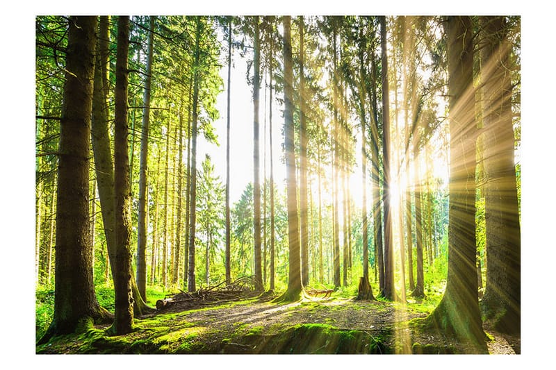 Fototapet Forest Tales 150x105 - Artgeist sp. z o. o. - Innredning - Veggdekorasjon - Tapeter - Fototapeter
