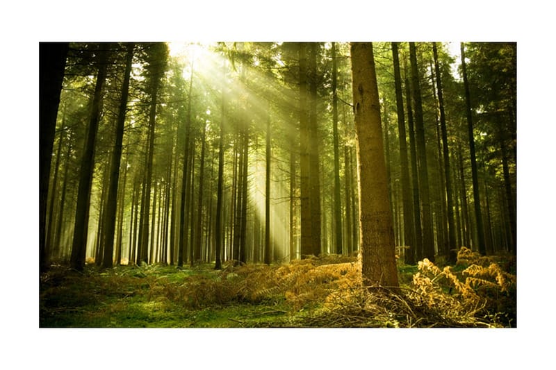 Fototapet Furuskog 450x270, Artgeist sp. z o. o.