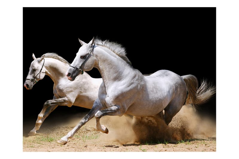Fototapet Galloping Horses On The Sand 250x193 - Artgeist sp. z o. o. - Innredning - Veggdekorasjon - Tapeter - Fototapeter