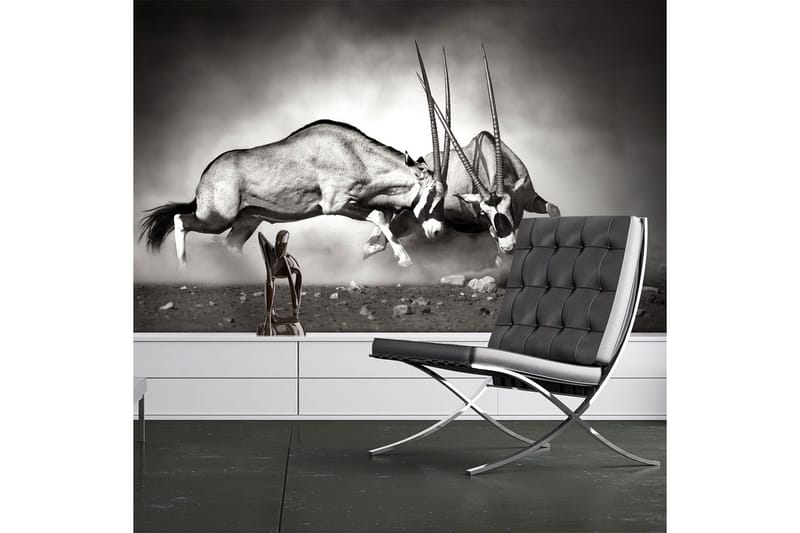 Fototapet Gemsbock Fight 200x154, Artgeist sp. z o. o.