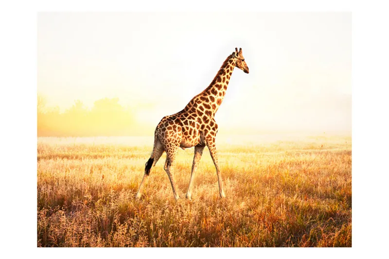 Fototapet Giraffe Go 250x193 - Artgeist sp. z o. o. - Innredning - Veggdekorasjon - Tapeter - Fototapeter
