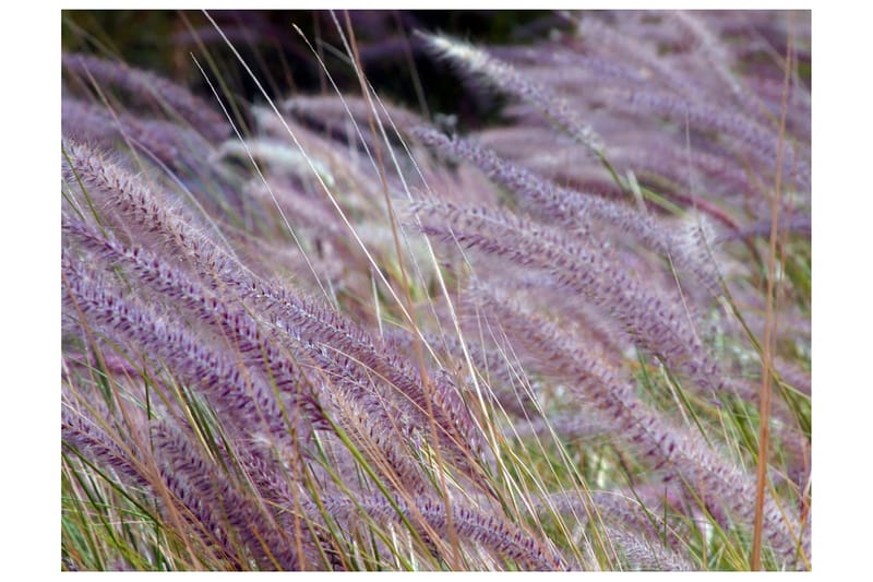 Fototapet Grønt Jorde Og Lilla Blomster 400x309, Artgeist sp. z o. o.