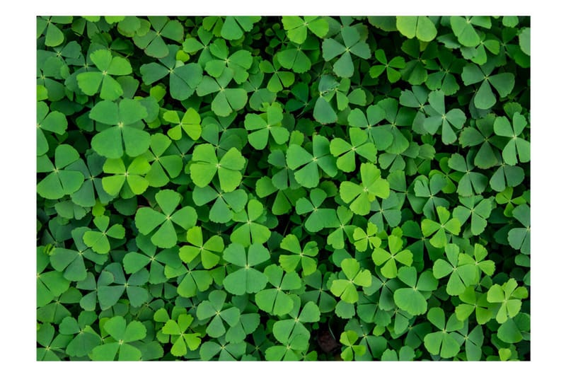 Fototapet Green Clover 400x280 - Artgeist sp. z o. o. - Innredning - Veggdekorasjon - Tapeter - Fototapeter