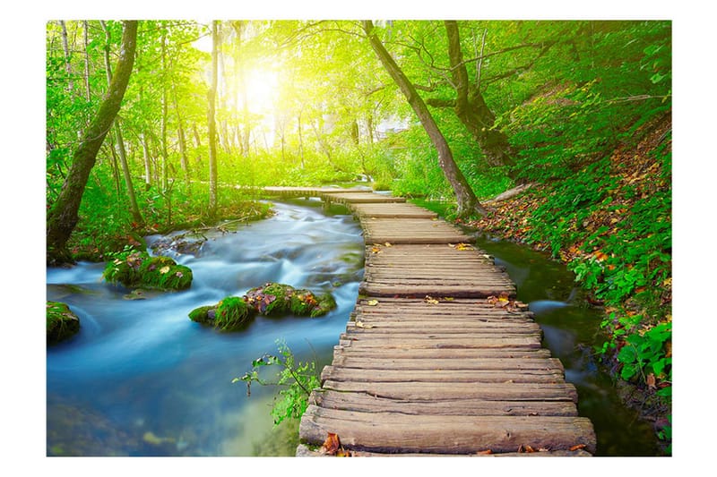 Fototapet Green Forest 400x280 - Artgeist sp. z o. o. - Innredning - Veggdekorasjon - Tapeter - Fototapeter