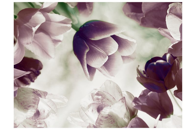 Fototapet Heavenly Tulips 300x231 - Artgeist sp. z o. o. - Innredning - Veggdekorasjon - Tapeter - Fototapeter