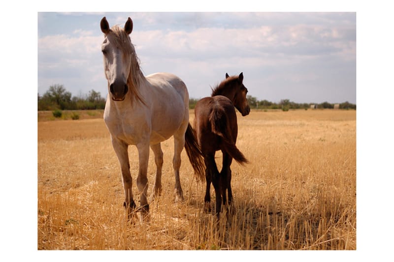 Fototapet Horse And Foal 400x309 - Artgeist sp. z o. o. - Innredning - Veggdekorasjon - Tapeter - Fototapeter