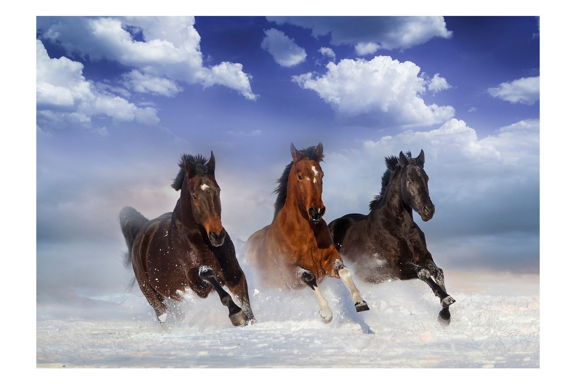 Fototapet Horses In The Snow 400x280 - Artgeist sp. z o. o. - Innredning - Veggdekorasjon - Tapeter - Fototapeter