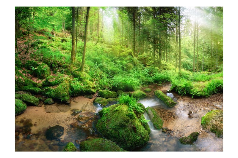 Fototapet Humid Forest 300x210 - Artgeist sp. z o. o. - Innredning - Veggdekorasjon - Tapeter - Fototapeter