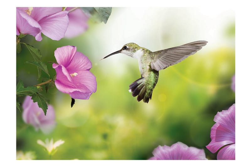 Fototapet Humming-Bird 100x70 - Artgeist sp. z o. o. - Innredning - Veggdekorasjon - Tapeter - Fototapeter