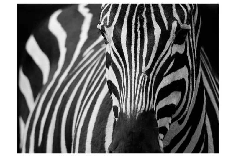 Fototapet Hvit Med Svarte Striper 350x270, Artgeist sp. z o. o.