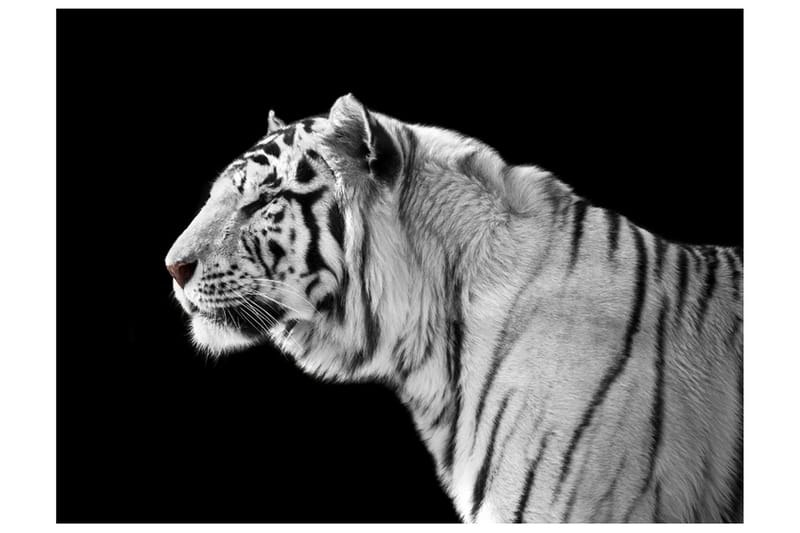 Fototapet Hvit Tiger 350x270, Artgeist sp. z o. o.