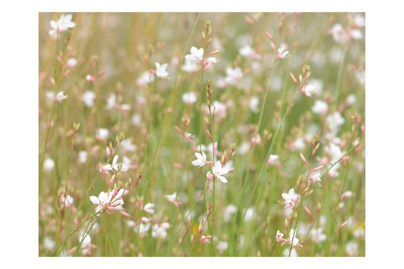 Fototapet Hvite Skjøre Blomster 300x231 - Artgeist sp. z o. o. - Innredning - Veggdekorasjon - Tapeter - Fototapeter
