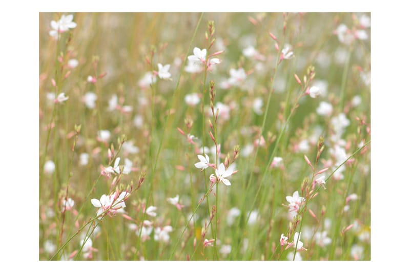 Fototapet Hvite Skjøre Blomster 300x231 - Artgeist sp. z o. o. - Innredning - Veggdekorasjon - Tapeter - Fototapeter