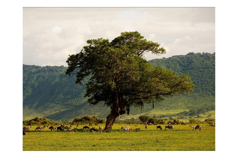 Fototapet In A Crater Of Ngoro Ngoro 300x231 - Artgeist sp. z o. o. - Innredning - Veggdekorasjon - Tapeter - Fototapeter