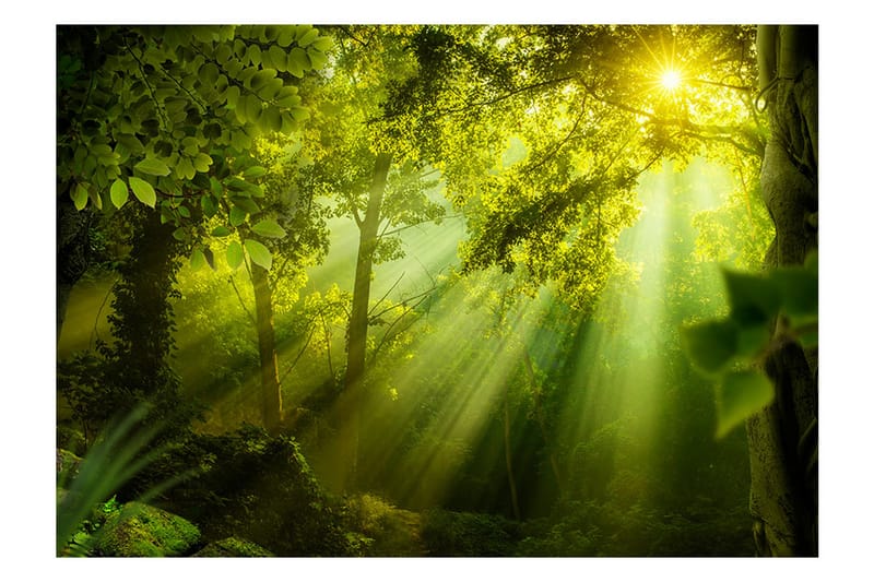 Fototapet In A Secret Forest 100x70 - Artgeist sp. z o. o. - Innredning - Veggdekorasjon - Tapeter - Fototapeter