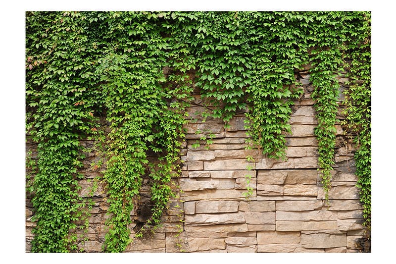 Fototapet Ivy Wall 400x280 - Artgeist sp. z o. o. - Innredning - Veggdekorasjon - Tapeter - Fototapeter