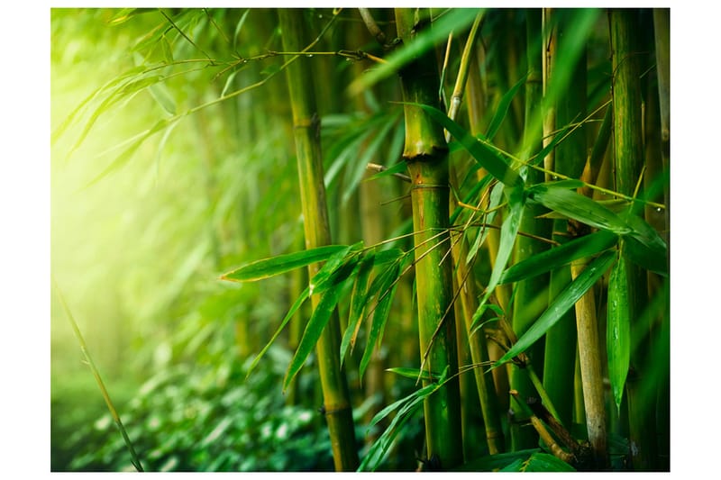 Fototapet Jungle Bamboo 250x193, Artgeist sp. z o. o.