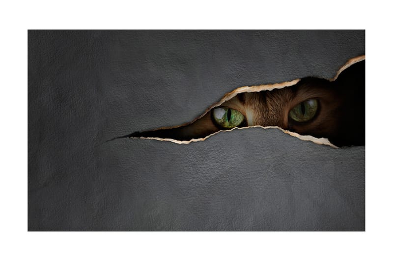 Fototapet Kattens Blikk 450x270 - Artgeist sp. z o. o. - Innredning - Veggdekorasjon - Tapeter - Fototapeter