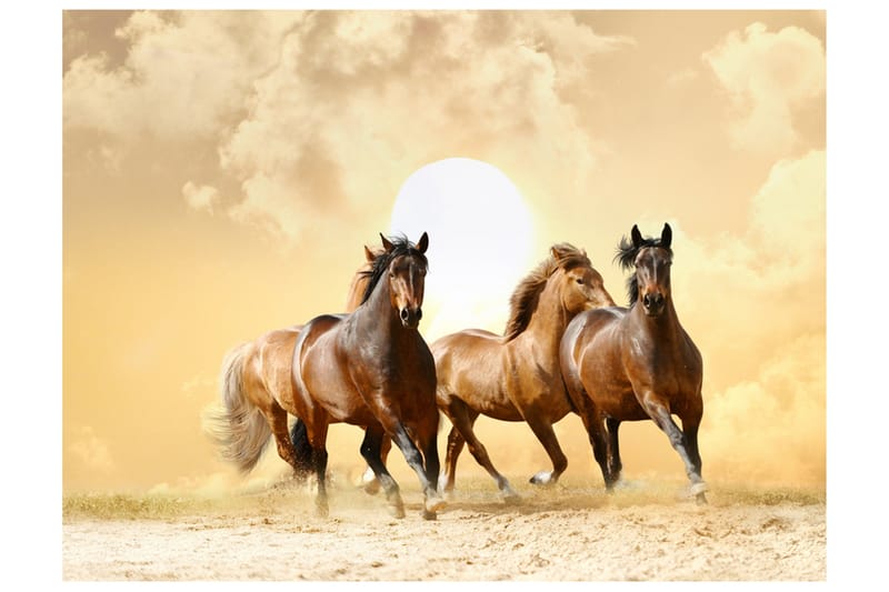 Fototapet Kjøre Hest 350x270, Artgeist sp. z o. o.