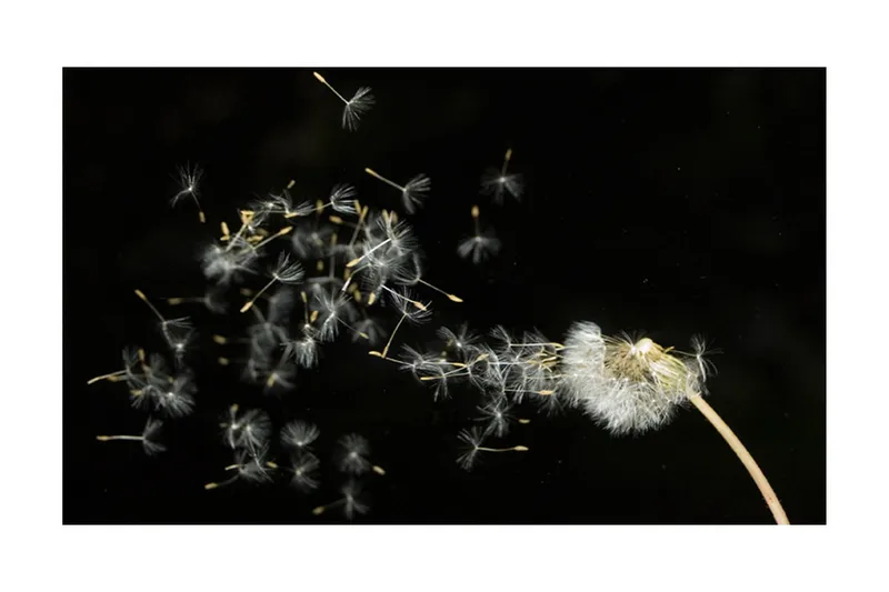 Fototapet Løvetann Frø Transporteres Med Vinden 450x270 - Artgeist sp. z o. o. - Innredning - Veggdekorasjon - Tapeter - Fototapeter