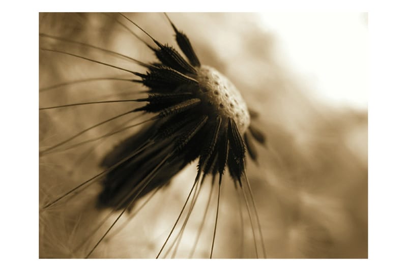 Fototapet Løvetann Sepia 350x270 - Artgeist sp. z o. o. - Innredning - Veggdekorasjon - Tapeter - Fototapeter