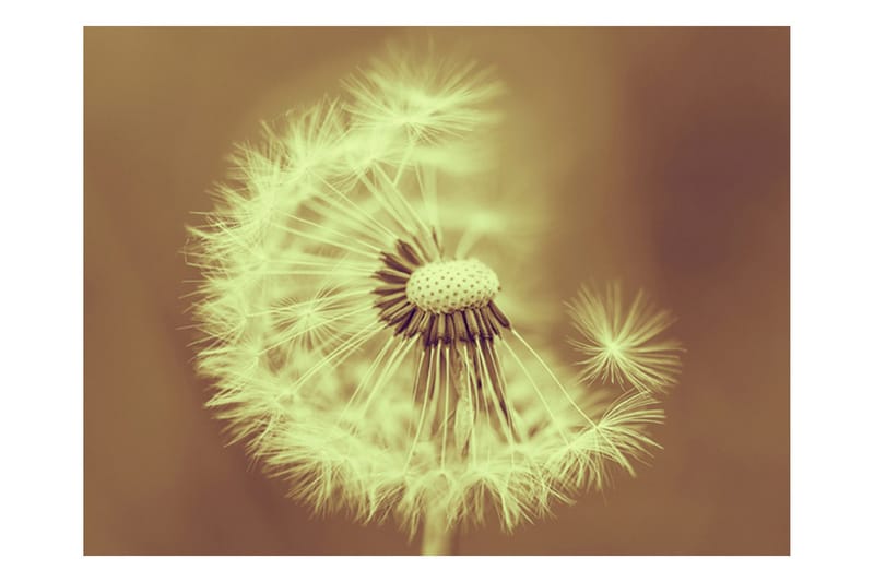 Fototapet Løvetann Sepia 350x270 - Artgeist sp. z o. o. - Innredning - Veggdekorasjon - Tapeter - Fototapeter