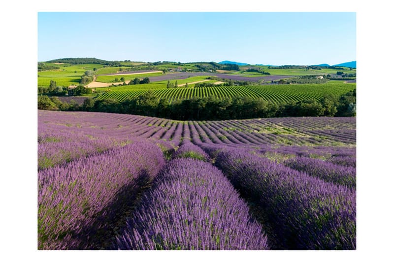 Fototapet Lavender field 200x154 - Artgeist sp. z o. o. - Innredning - Veggdekorasjon - Tapeter - Fototapeter