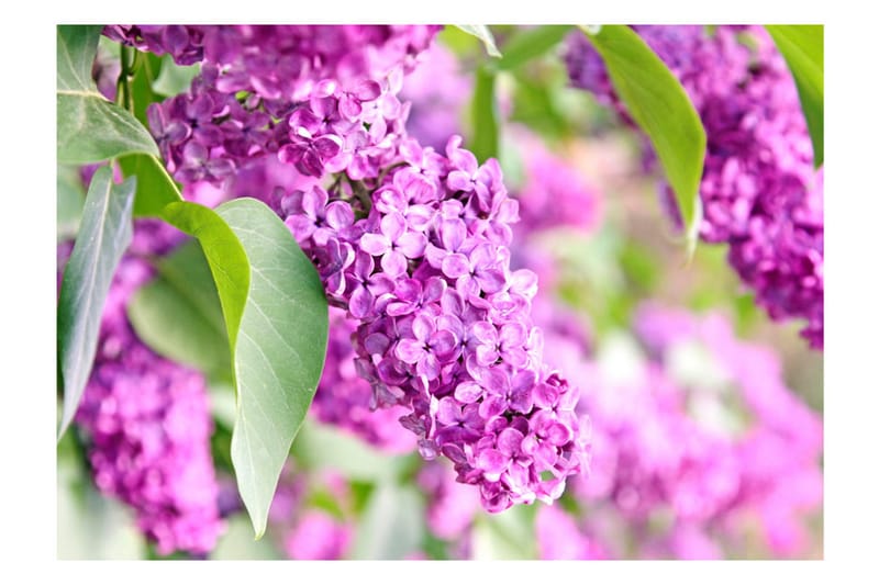 Fototapet Lilac Flowers 100x70 - Artgeist sp. z o. o. - Innredning - Veggdekorasjon - Tapeter - Fototapeter
