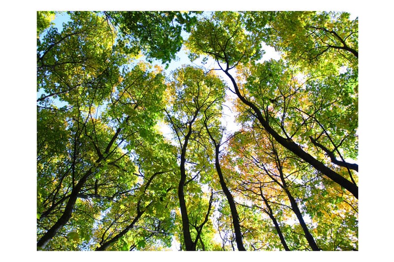 Fototapet Looking Up At The Trees 300x231 - Artgeist sp. z o. o. - Innredning - Veggdekorasjon - Tapeter - Fototapeter