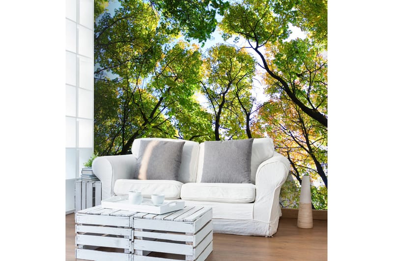 Fototapet Looking Up At The Trees 350x270, Artgeist sp. z o. o.