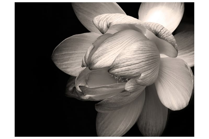Fototapet Lotus Flower 300x231 - Artgeist sp. z o. o. - Innredning - Veggdekorasjon - Tapeter - Fototapeter