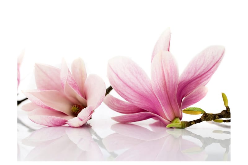Fototapet Magnolia Blomst 400x309 - Artgeist sp. z o. o. - Innredning - Veggdekorasjon - Tapeter - Fototapeter