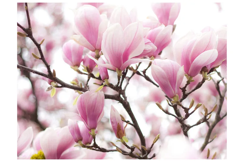 Fototapet Magnolia Bloosom 400x309, Artgeist sp. z o. o.