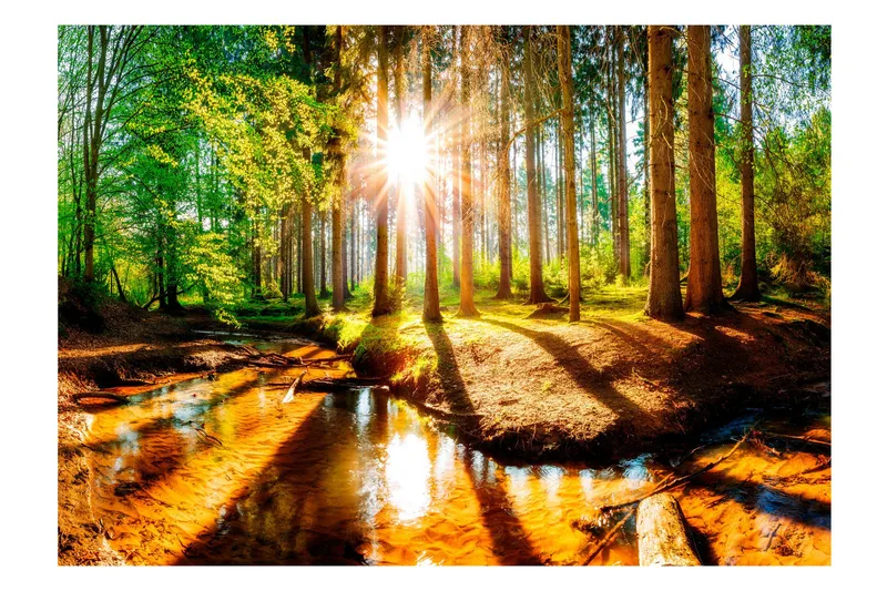 Fototapet Marvelous Forest 150x105 - Artgeist sp. z o. o. - Innredning - Veggdekorasjon - Tapeter - Fototapeter